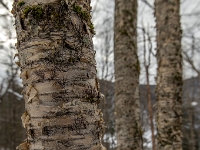 Parc national de la Jacques-Cartier
